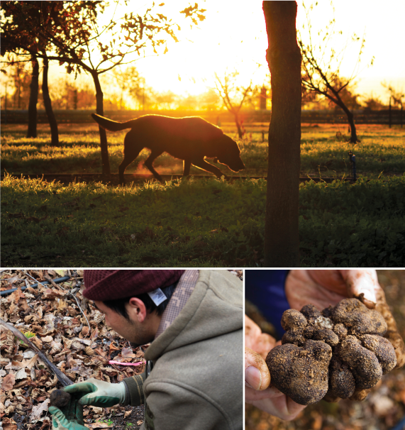 truffle-harvest